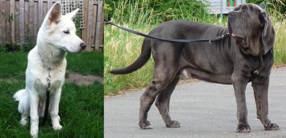 Neapolitan Mastiff vs Phung San - Breed Comparison
