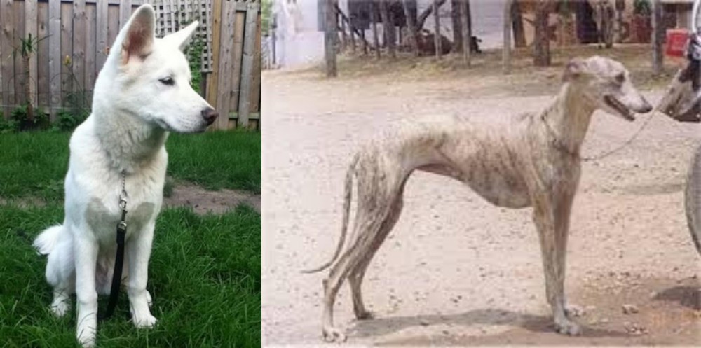 Rampur Greyhound vs Phung San - Breed Comparison