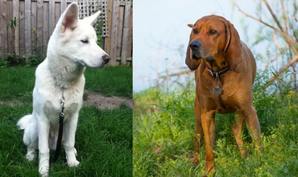 Redbone Coonhound vs Phung San - Breed Comparison