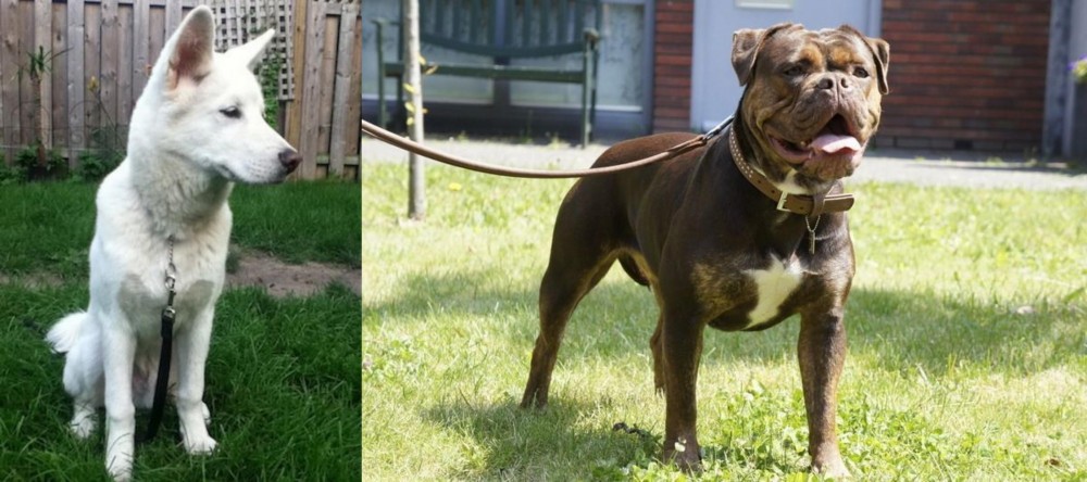 Renascence Bulldogge vs Phung San - Breed Comparison