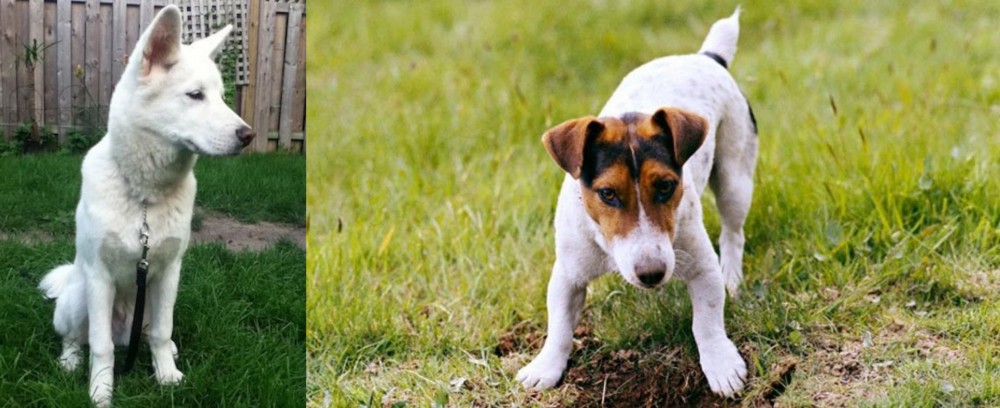Russell Terrier vs Phung San - Breed Comparison