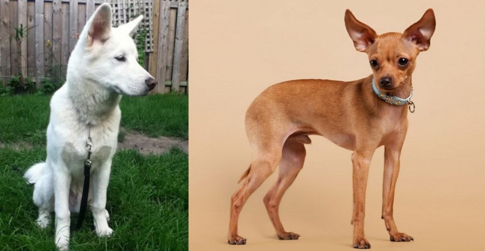 Russian Toy Terrier vs Phung San - Breed Comparison