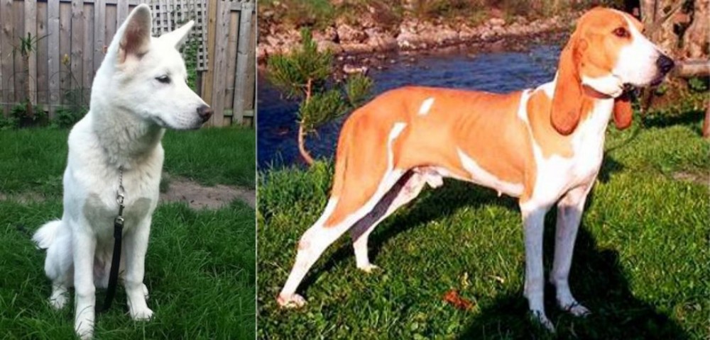 Schweizer Laufhund vs Phung San - Breed Comparison