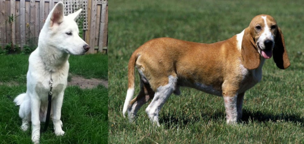 Schweizer Niederlaufhund vs Phung San - Breed Comparison