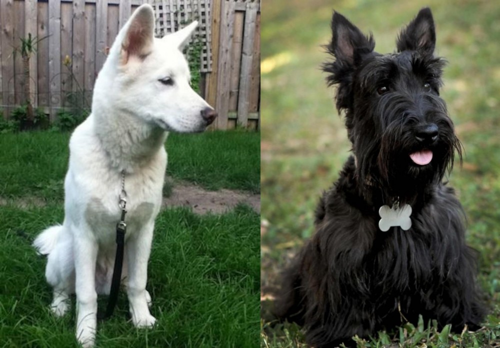 Scoland Terrier vs Phung San - Breed Comparison