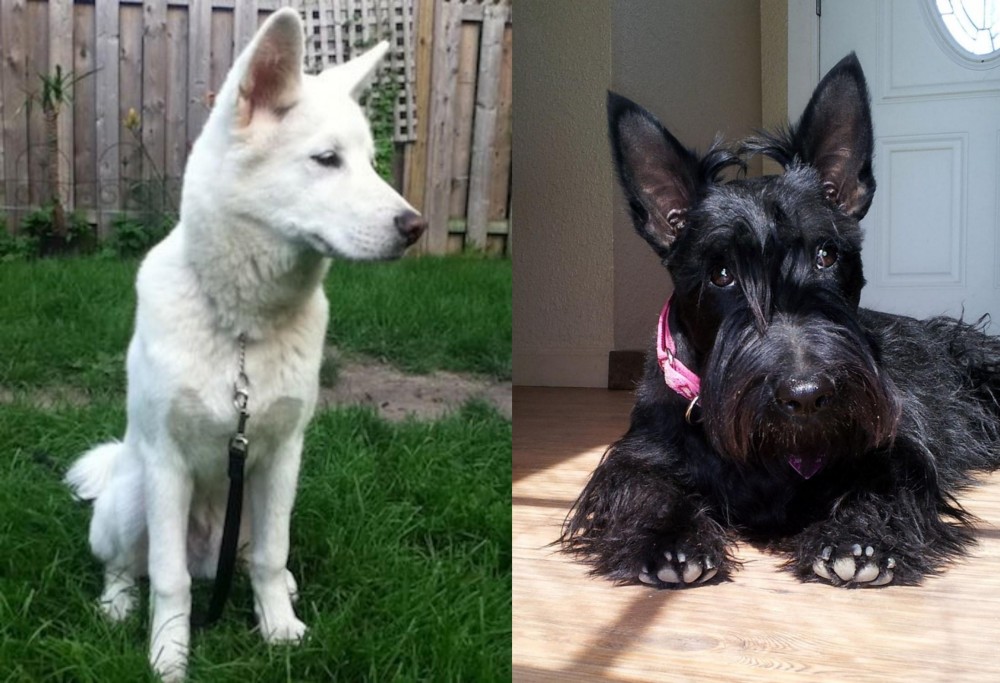Scottish Terrier vs Phung San - Breed Comparison