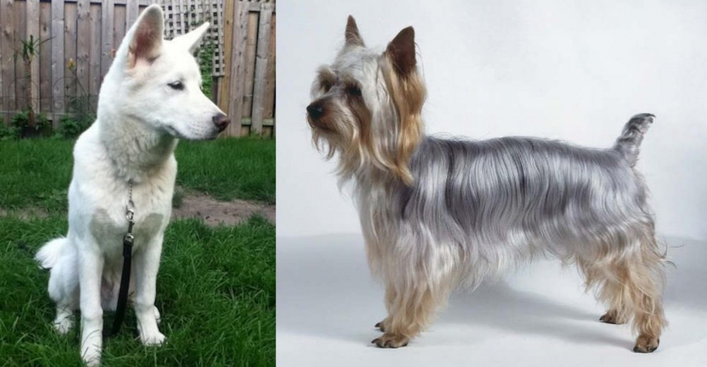 Silky Terrier vs Phung San - Breed Comparison