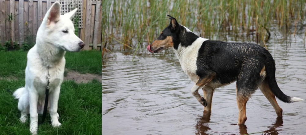 Smooth Collie vs Phung San - Breed Comparison