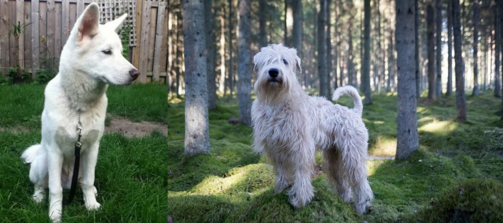 Soft-Coated Wheaten Terrier vs Phung San - Breed Comparison