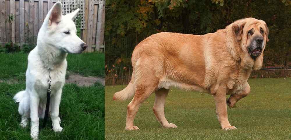 Spanish Mastiff vs Phung San - Breed Comparison