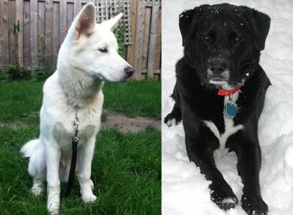 St. John's Water Dog vs Phung San - Breed Comparison