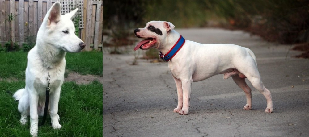 Staffordshire Bull Terrier vs Phung San - Breed Comparison