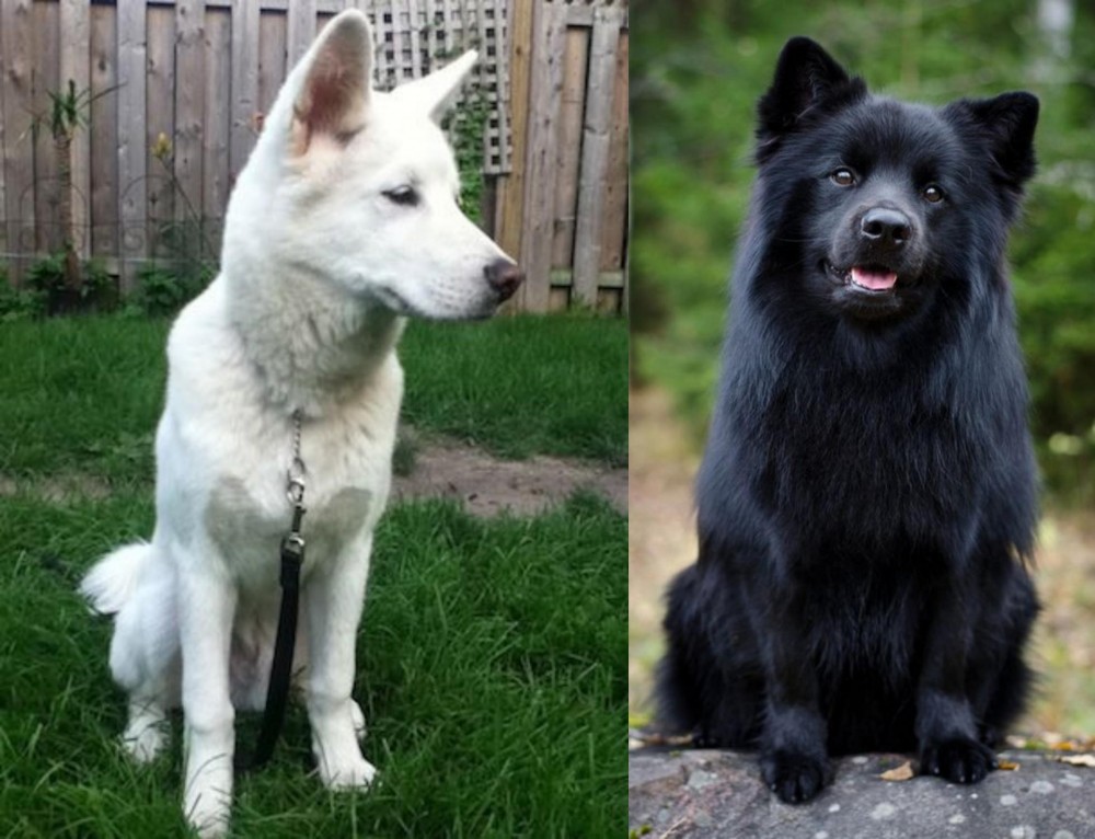 Swedish Lapphund vs Phung San - Breed Comparison