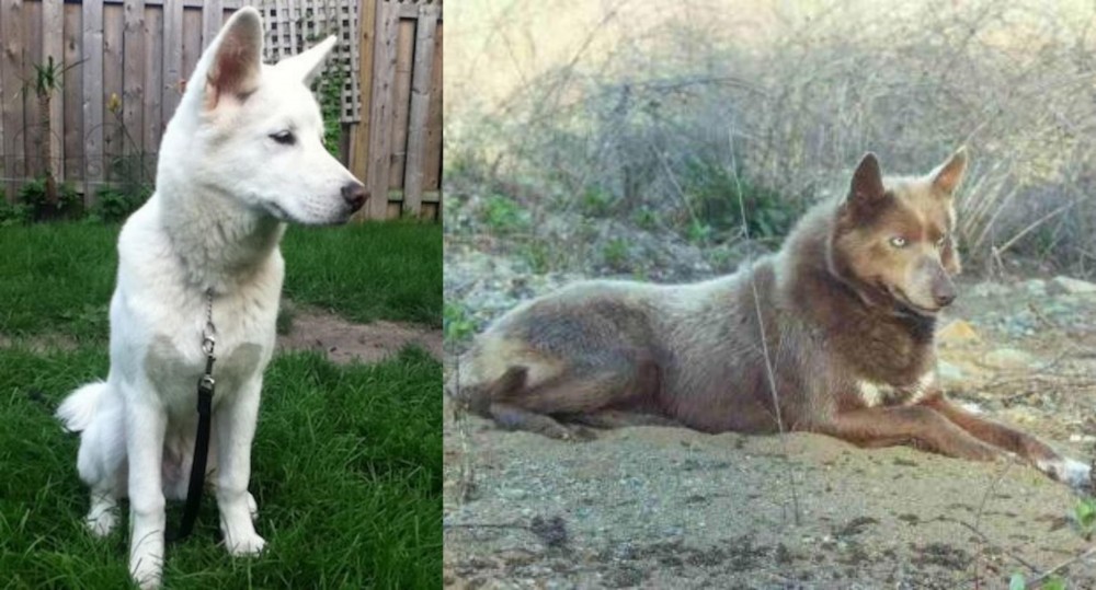 Tahltan Bear Dog vs Phung San - Breed Comparison