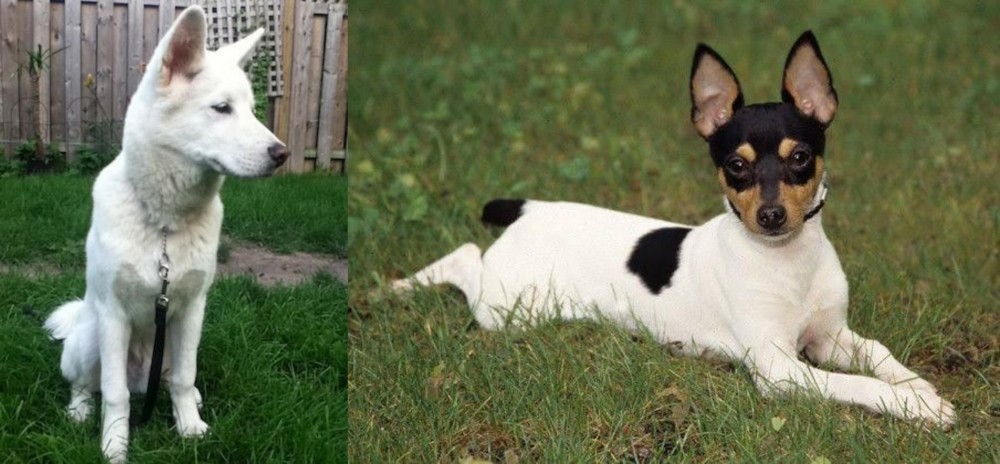 Toy Fox Terrier vs Phung San - Breed Comparison
