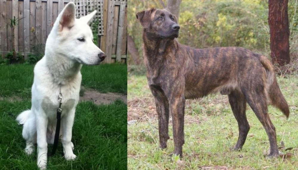 Treeing Tennessee Brindle vs Phung San - Breed Comparison