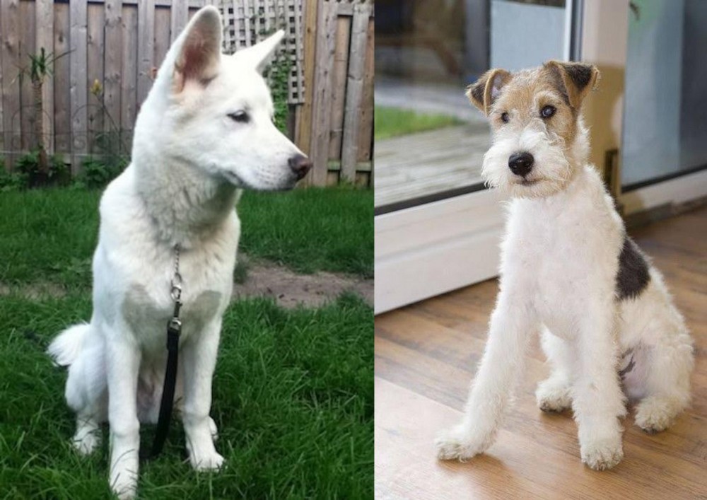 Wire Fox Terrier vs Phung San - Breed Comparison
