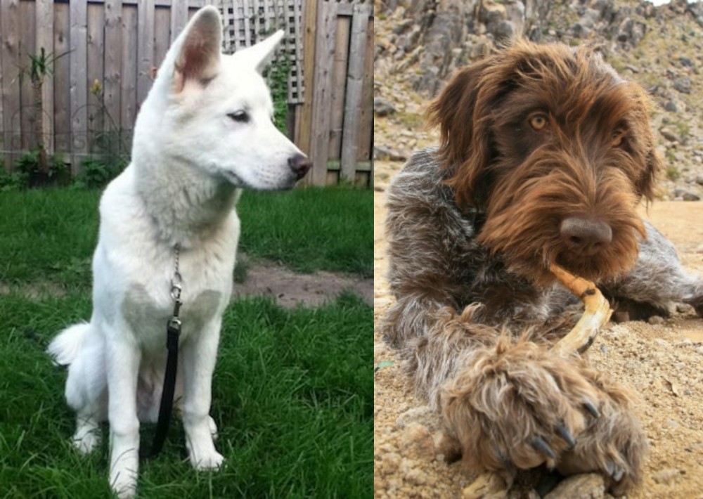 Wirehaired Pointing Griffon vs Phung San - Breed Comparison