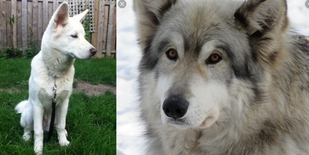 Wolfdog vs Phung San - Breed Comparison