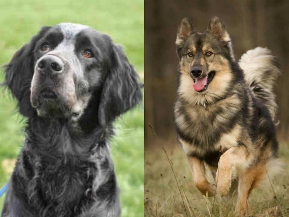 Native American Indian Dog vs Picardy Spaniel - Breed Comparison
