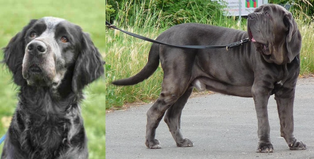Neapolitan Mastiff vs Picardy Spaniel - Breed Comparison