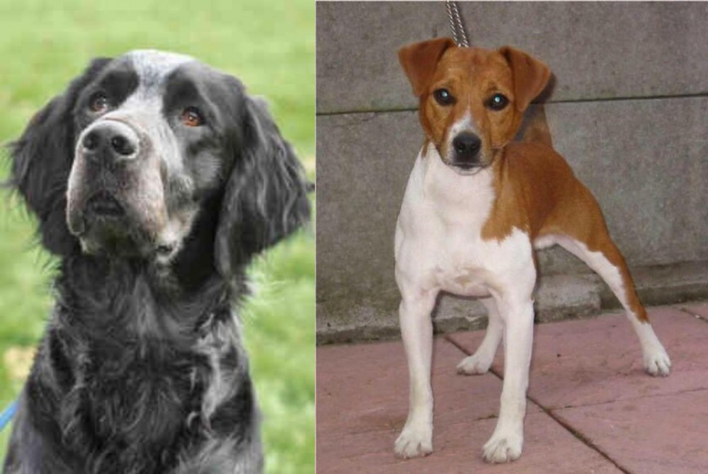 Plummer Terrier vs Picardy Spaniel - Breed Comparison