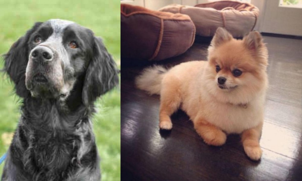 Pomeranian vs Picardy Spaniel - Breed Comparison