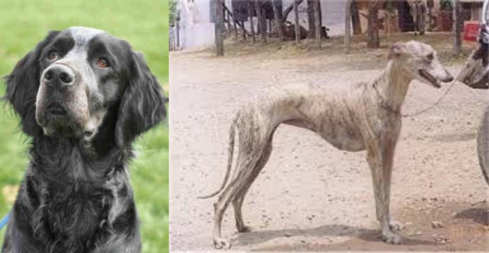 Rampur Greyhound vs Picardy Spaniel - Breed Comparison
