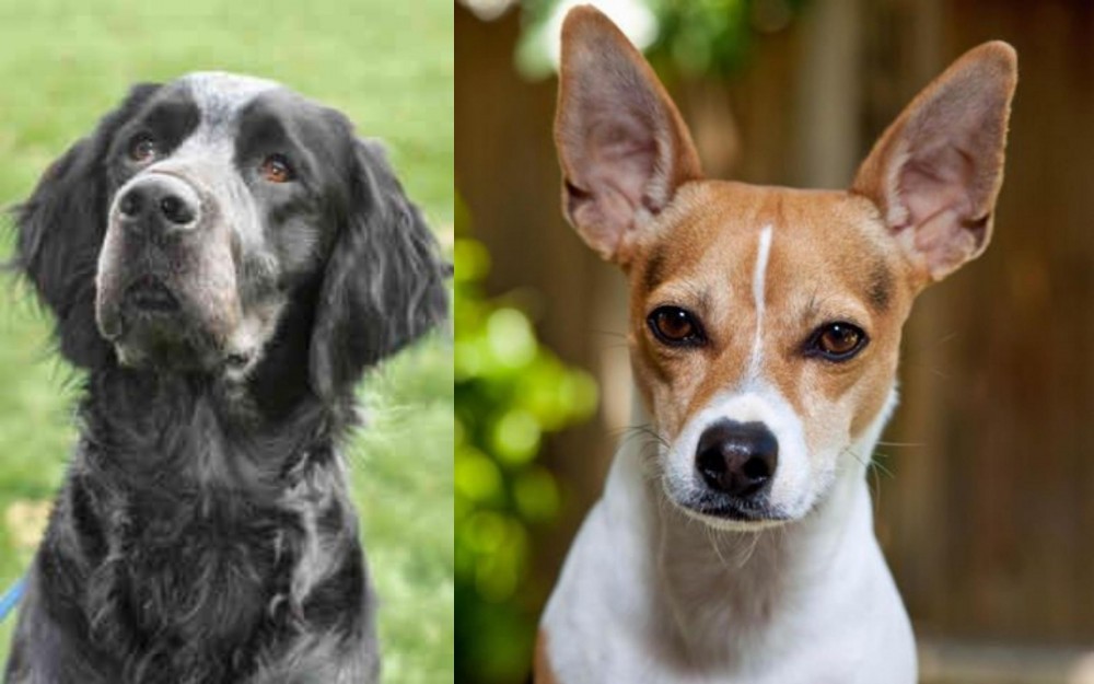 Rat Terrier vs Picardy Spaniel - Breed Comparison