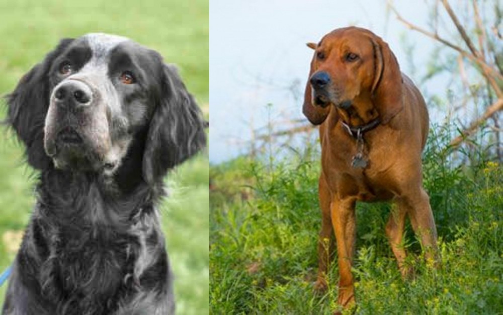 Redbone Coonhound vs Picardy Spaniel - Breed Comparison