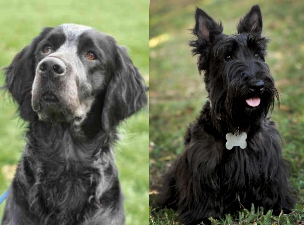 Scoland Terrier vs Picardy Spaniel - Breed Comparison