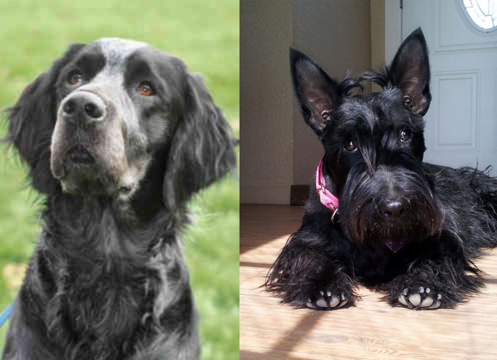 Scottish Terrier vs Picardy Spaniel - Breed Comparison