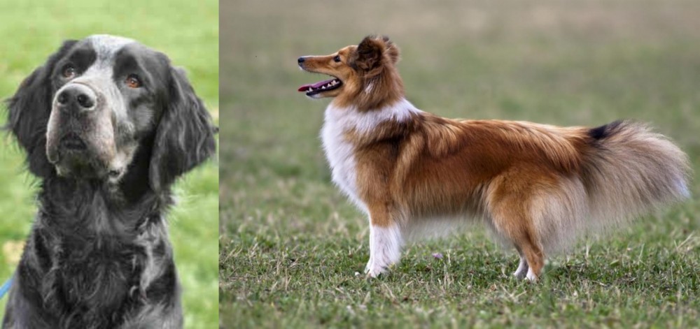 Shetland Sheepdog vs Picardy Spaniel - Breed Comparison