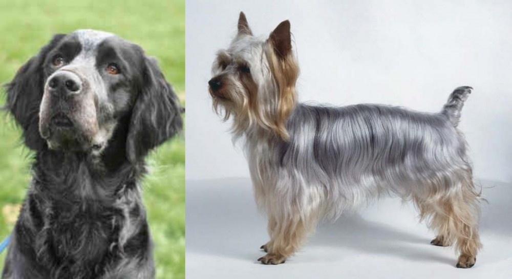 Silky Terrier vs Picardy Spaniel - Breed Comparison