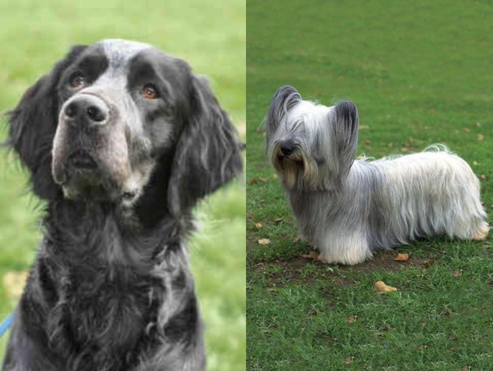 Skye Terrier vs Picardy Spaniel - Breed Comparison