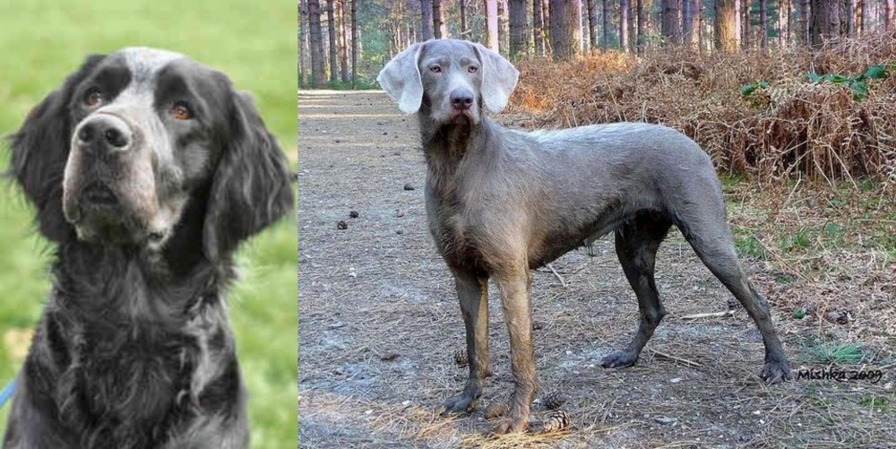 Slovensky Hrubosrsty Stavac vs Picardy Spaniel - Breed Comparison