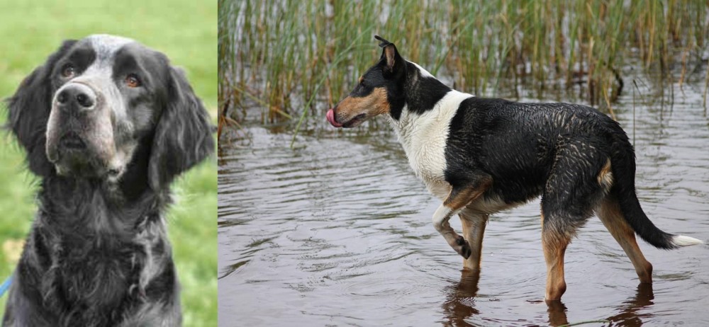 Smooth Collie vs Picardy Spaniel - Breed Comparison