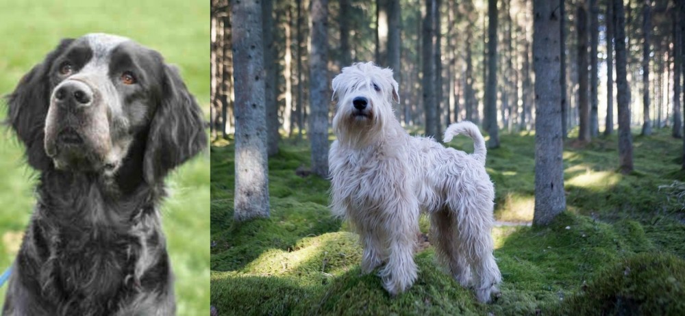 Soft-Coated Wheaten Terrier vs Picardy Spaniel - Breed Comparison