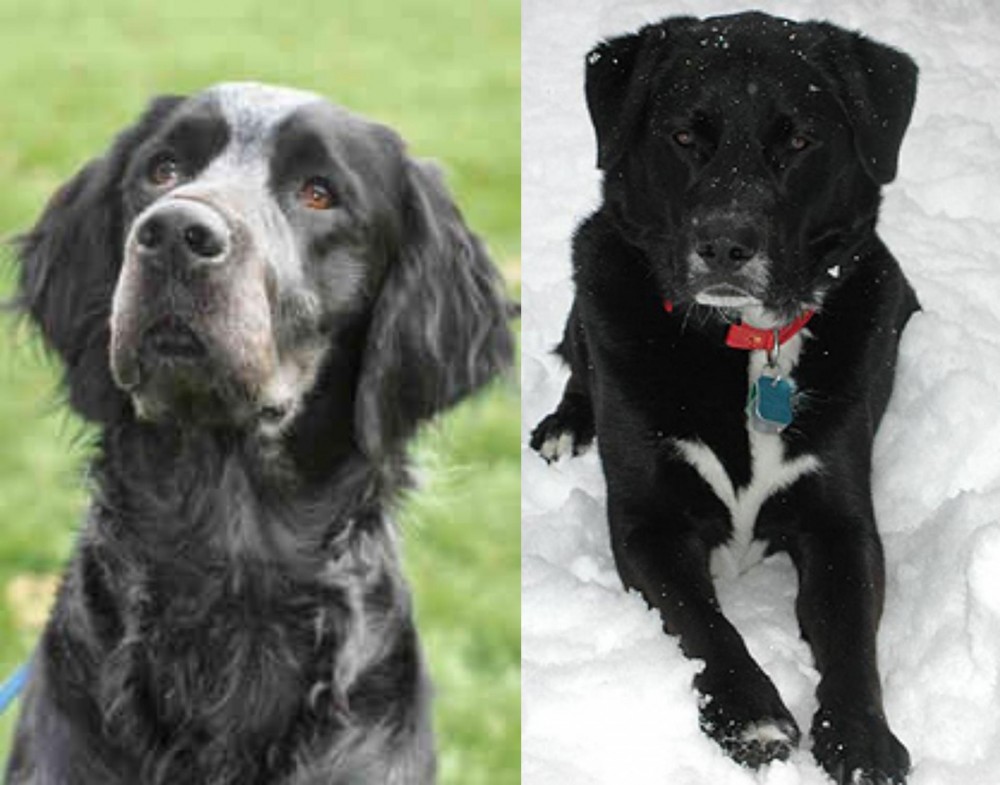 St. John's Water Dog vs Picardy Spaniel - Breed Comparison