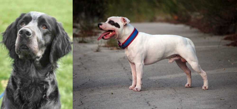 Staffordshire Bull Terrier vs Picardy Spaniel - Breed Comparison