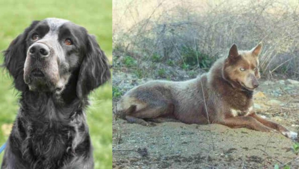 Tahltan Bear Dog vs Picardy Spaniel - Breed Comparison
