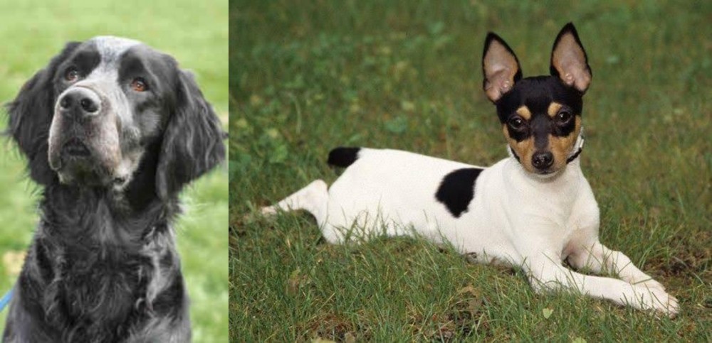 Toy Fox Terrier vs Picardy Spaniel - Breed Comparison