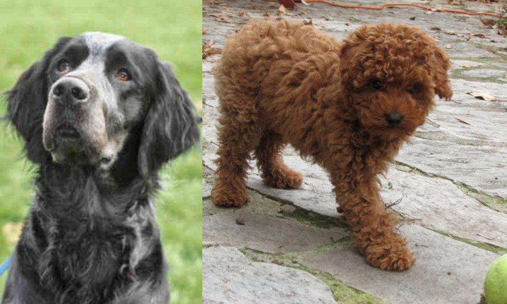 Toy Poodle vs Picardy Spaniel - Breed Comparison