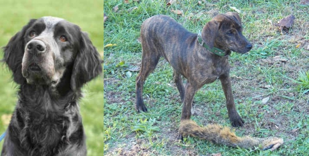 Treeing Cur vs Picardy Spaniel - Breed Comparison