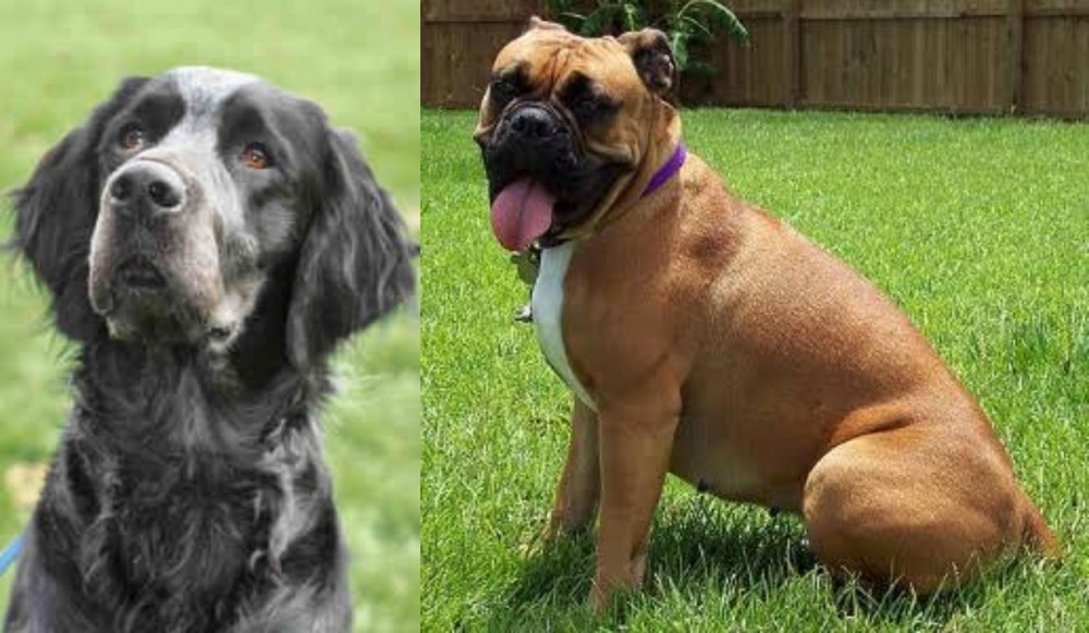 Valley Bulldog vs Picardy Spaniel - Breed Comparison