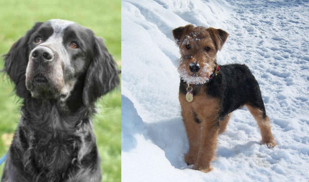 Welsh Terrier vs Picardy Spaniel - Breed Comparison