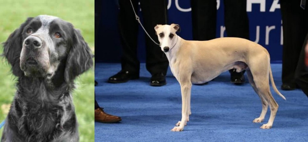 Whippet vs Picardy Spaniel - Breed Comparison