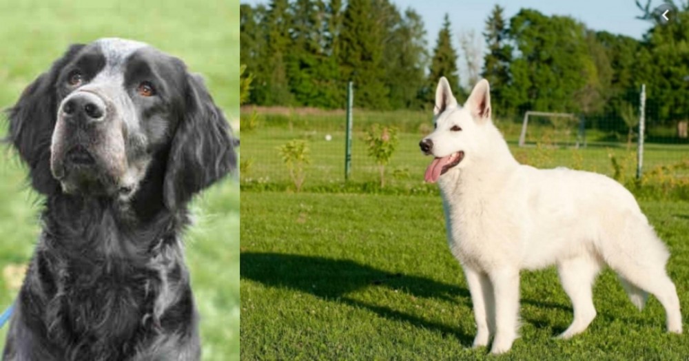 White Shepherd vs Picardy Spaniel - Breed Comparison