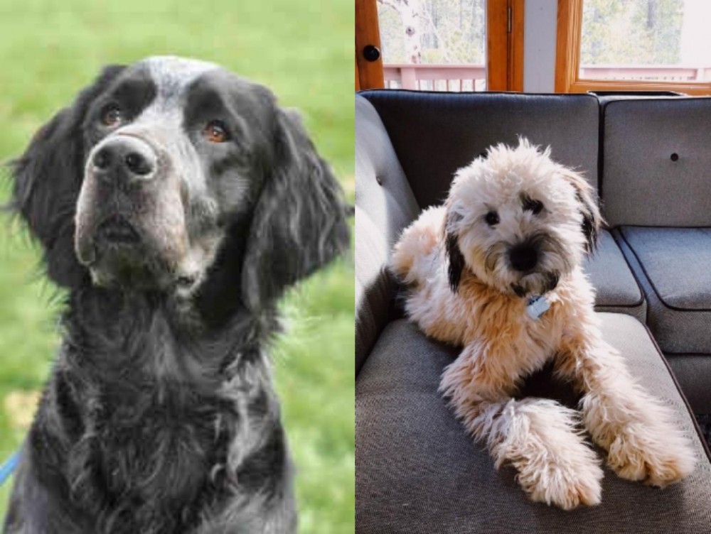 Whoodles vs Picardy Spaniel - Breed Comparison