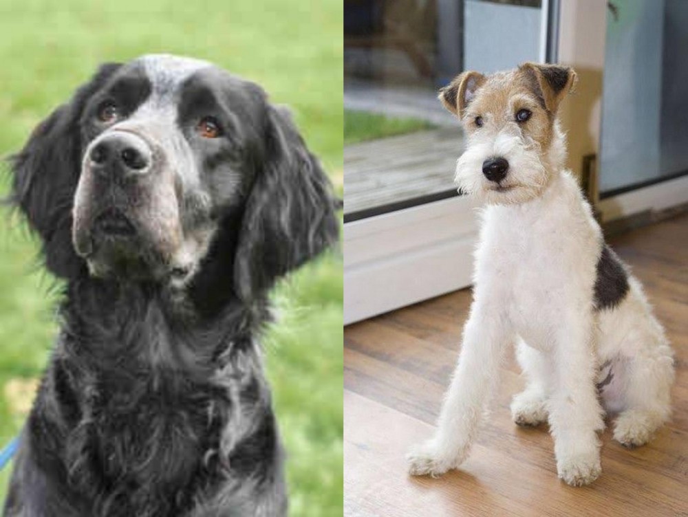 Wire Fox Terrier vs Picardy Spaniel - Breed Comparison